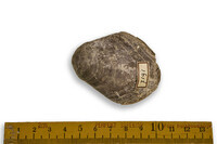 F 07191
<br/>
<br/>
<em></em>